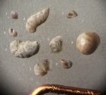 Фораминиферы. Городищи. 2025