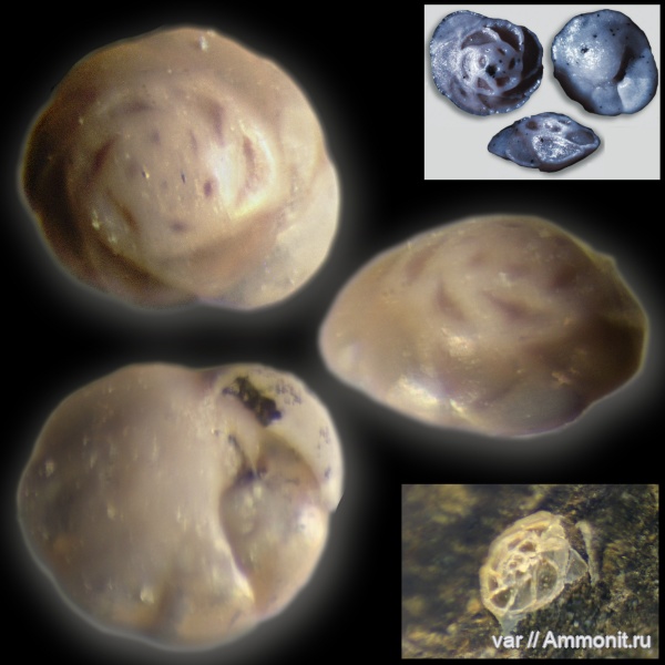 юра, мезозой, фораминиферы, Ульяновская область, верхняя юра, Городищи-Ундоры, Pseudolamarckina