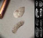 Фораминиферы (2). Городищи. 2025