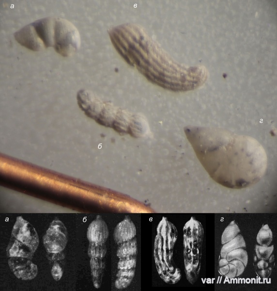 юра, мезозой, фораминиферы, Ульяновская область, верхняя юра, Городищи-Ундоры