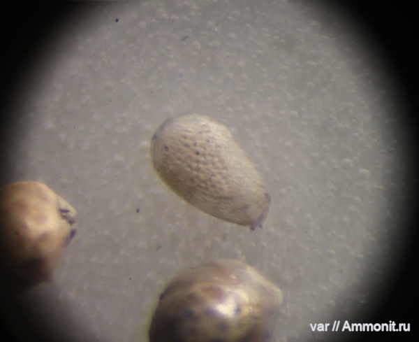 юра, мезозой, остракоды, Ульяновская область, верхняя юра, Городищи-Ундоры