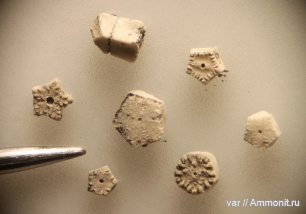 морские лилии, юра, мезозой, Ульяновская область, верхняя юра, Crinoidea, Городищи-Ундоры