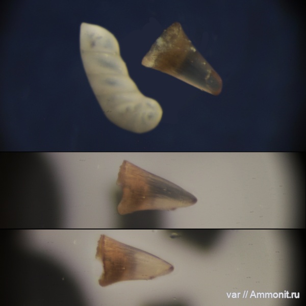 юра, зубы, мезозой, фораминиферы, Ульяновская область, верхняя юра, Городищи-Ундоры, Astacolus