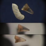 "Хрустальный" зуб и фораминифера. Городищи. 2025