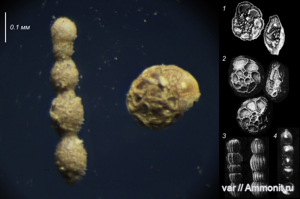 юра, мезозой, фораминиферы, Ульяновская область, верхняя юра, nodosaria, Городищи-Ундоры