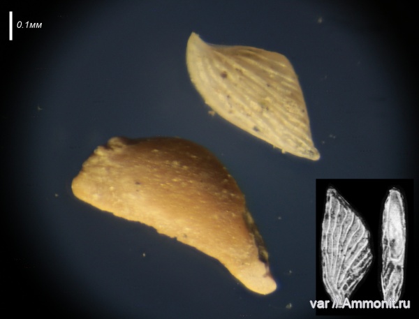 юра, мезозой, фораминиферы, Ульяновская область, верхняя юра, Городищи-Ундоры, статолиты, Vaginulinidae
