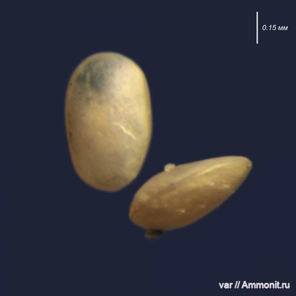 юра, мезозой, остракоды, Ульяновская область, верхняя юра, Городищи-Ундоры