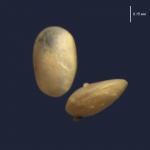 Раковина остракоды Cytherella sp.(?).  Городищи. 2025.