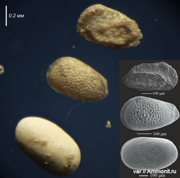 юра, мезозой, остракоды, Ульяновская область, верхняя юра, Городищи-Ундоры