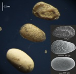 Три остракоды. Городищи. 2025.