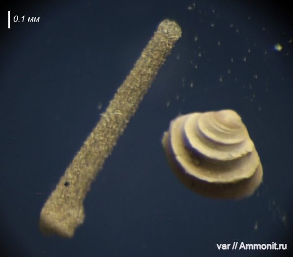 юра, мезозой, двустворчатые моллюски, Ульяновская область, верхняя юра, иглы морских ежей, Городищи-Ундоры