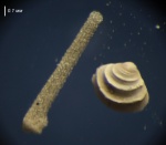 «Микроиголка» и «микростворка». Городищи. 2025