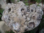 Один из множества камней у подножия глинта с отпечатками моллюсков