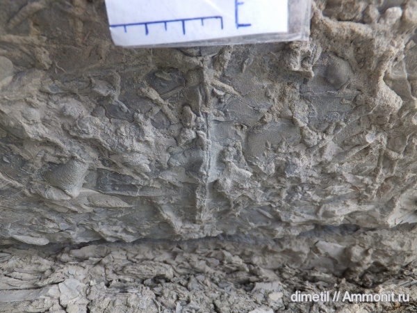 верхний мел, ихнофоссилии, маастрихтский ярус, Upper Cretaceous