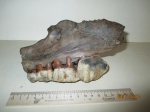 Фрагмент верхней челюсти шерстистого носорога (Coelodonta antiquitatis)