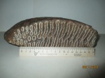 Коренной зуб мамонта (Mammuthus primigenius)