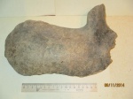 Фрагмент челюсти  мамонта (Mammuthus primigenius)
