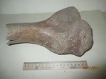 Фрагмент правой плечевой кости шерстистого носорога (Coelodonta antiquitatis)