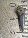Крупный зуб "sphenodus" stschurowskii, с остатками корня