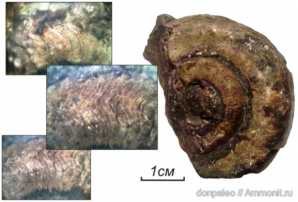 аммониты, карбон, головоногие моллюски, Ammonites, московский ярус