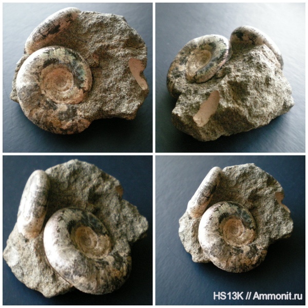 аммониты, Kachpurites, Kachpurites fulgens, верхняя юра, Ammonites, Лопатинский рудник, зона Kachpurites fulgens, Volgian, Upper Jurassic