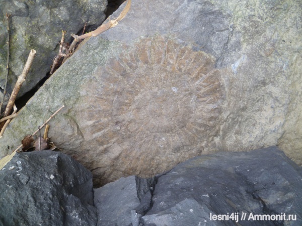 аммониты, моллюски, юра, Германия, головоногие моллюски, Ammonites, синемюрский ярус, Jurassic