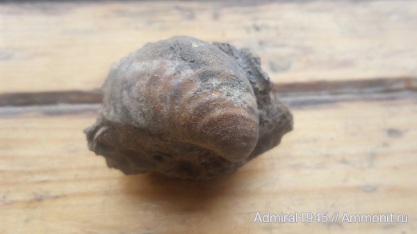 волжский ярус, двустворчатые моллюски, Buchia, Buchia mosquensis, Капотня