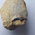 Зуб (костной?) рыбы из отложений нижнего карбона