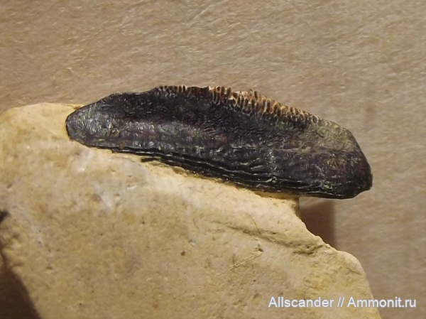 Polyrhizodus, Petalodontiformes, зубы рыб, Petalodontidae