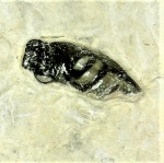 В коллекцию пёцилодусов: Poecilodus-микро