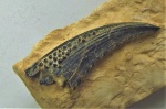 Erismacanthus, головной шип