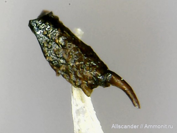 ракообразные, визе, Decapoda, тульский горизонт