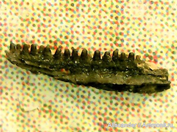 визе, челюсти, тульский горизонт визе, челюсти, тульский горизонт