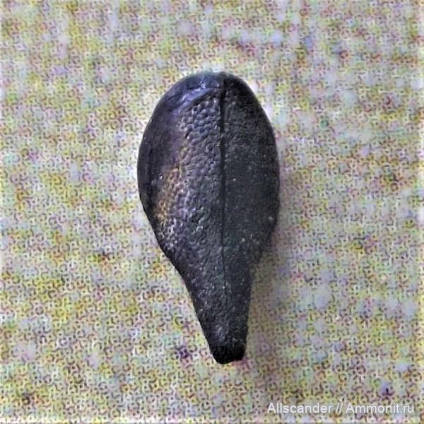 ракообразные, визе, Malacostraca, тульский горизонт