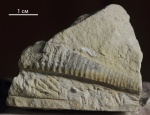 Cycloceras верхнетульских отложений