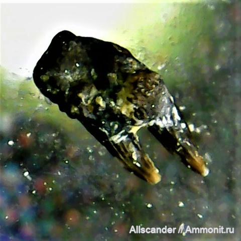 ракообразные, раки, визе, Decapoda, клешни, тульский горизонт