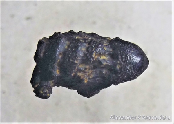 ракообразные, Malacostraca, тульский горизонт