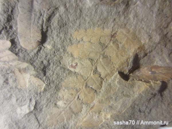 Какое это растение?