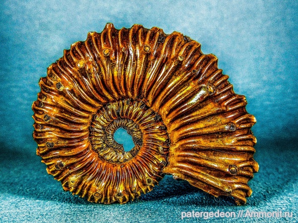 аммониты, келловей, Ammonites, Kosmoceras spinosum, Callovian, Middle Jurassic