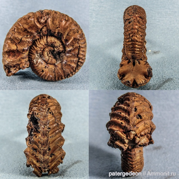 юрский период, Vertumniceras borissjaki, Ammonites, Oxfordian
