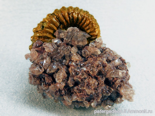 Kosmoceras, юрский период, келловей, верхний келловей, Ammonites, Callovian