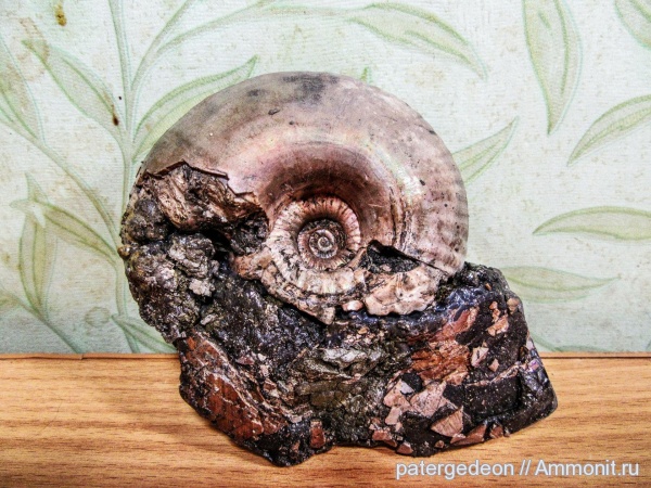 юра, келловей, Eboraciceras, Eboraciceras carinatum, Саратовская область, Ammonites, Jurassic
