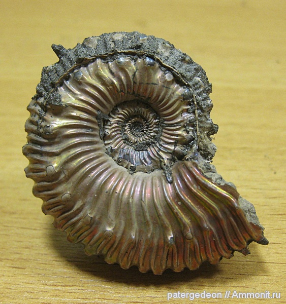 Kosmoceras, Ammonites, Kosmoceras spinosum, шипы, Callovian