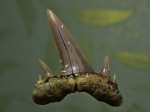 Предзимний Scapanorhinchus perssoni