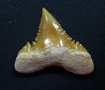 Palaeocarcharodon