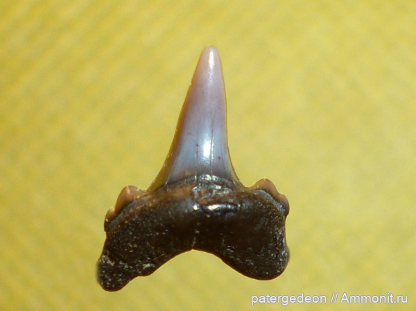 мел, сеноман, зубы акул, Александровка, Cretoxyrhinidae, Dallasiella willistoni, Dallasiella