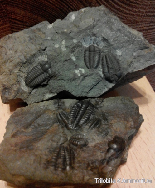 трилобиты, кембрий, Чехия, Cambrian, Ellipsocephalus, Ellipsocephalus hoffi