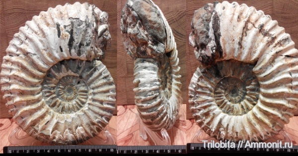 аммониты, Ammonites, Colombiceras