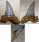 зуб Striatolamia macrota