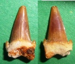 зуб рыбы Hypotodus